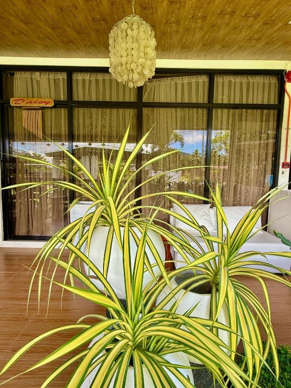 Fotografie z fotogalerie ubytování Jardin De Ysabelle v destinaci Tagpupungan