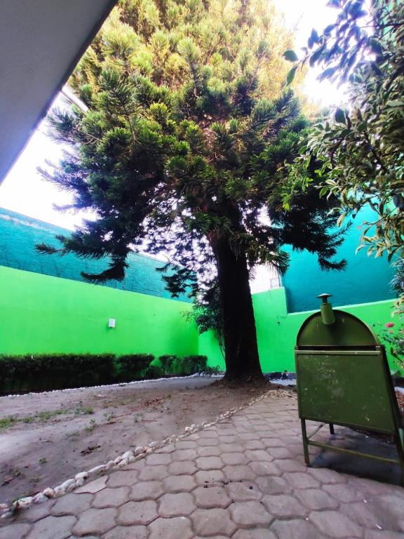 un albero davanti a una parete verde con una panchina di Hotelito Ejido San Ale a Momoxpan