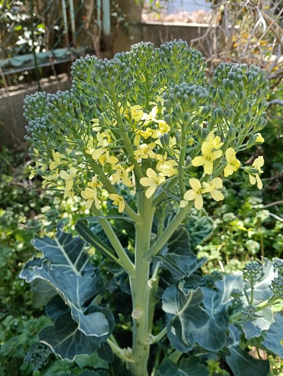 Zahrada ubytování BAz11