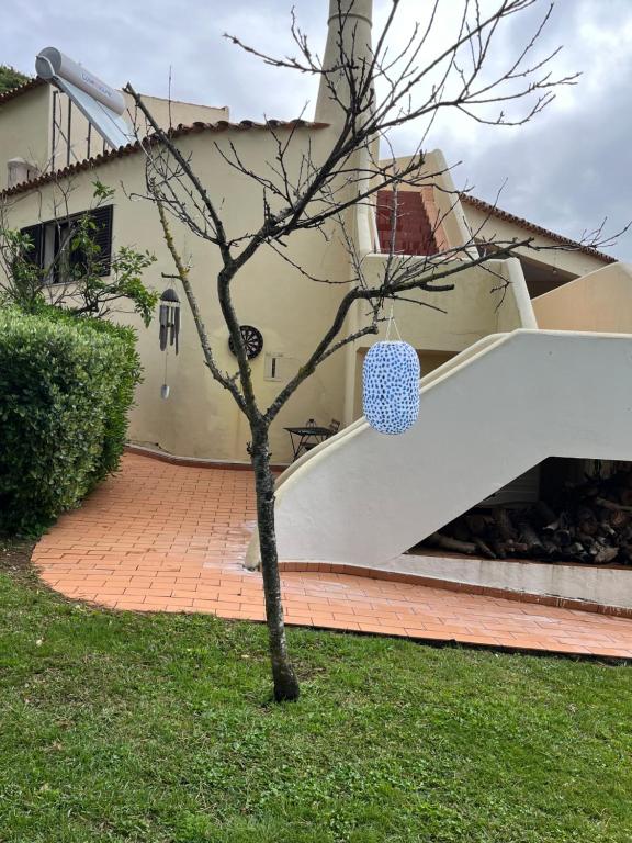 Zahrada ubytování Villa Amarela