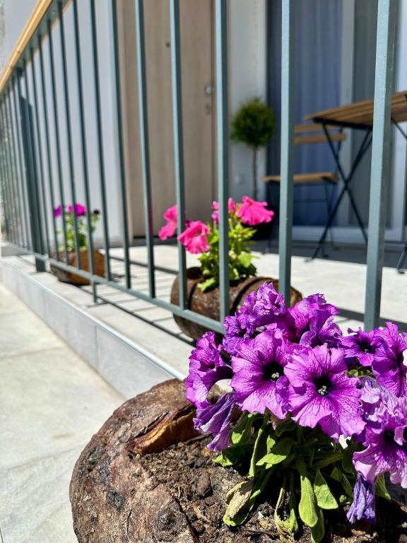 Zahrada ubytování ΝΝ Delphi Loft