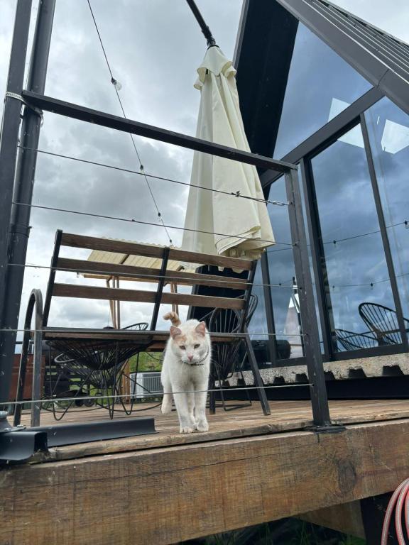 Domácí mazlíčci ubytovaní s hosty v ubytování Glamping en Cabaña A-Frame en campo de Espárragos