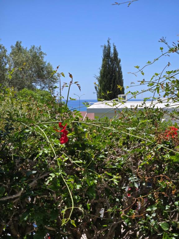 Urban oasis next to the beach