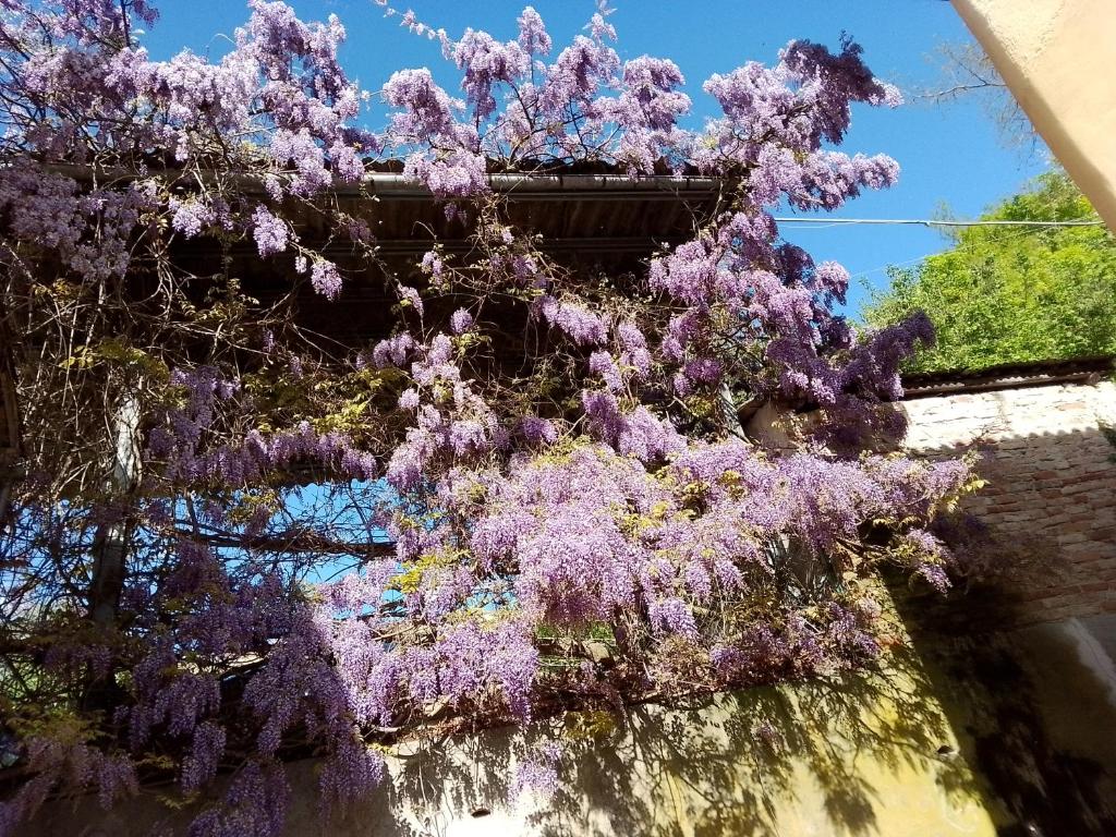 Zahrada ubytování Aspettando Monet