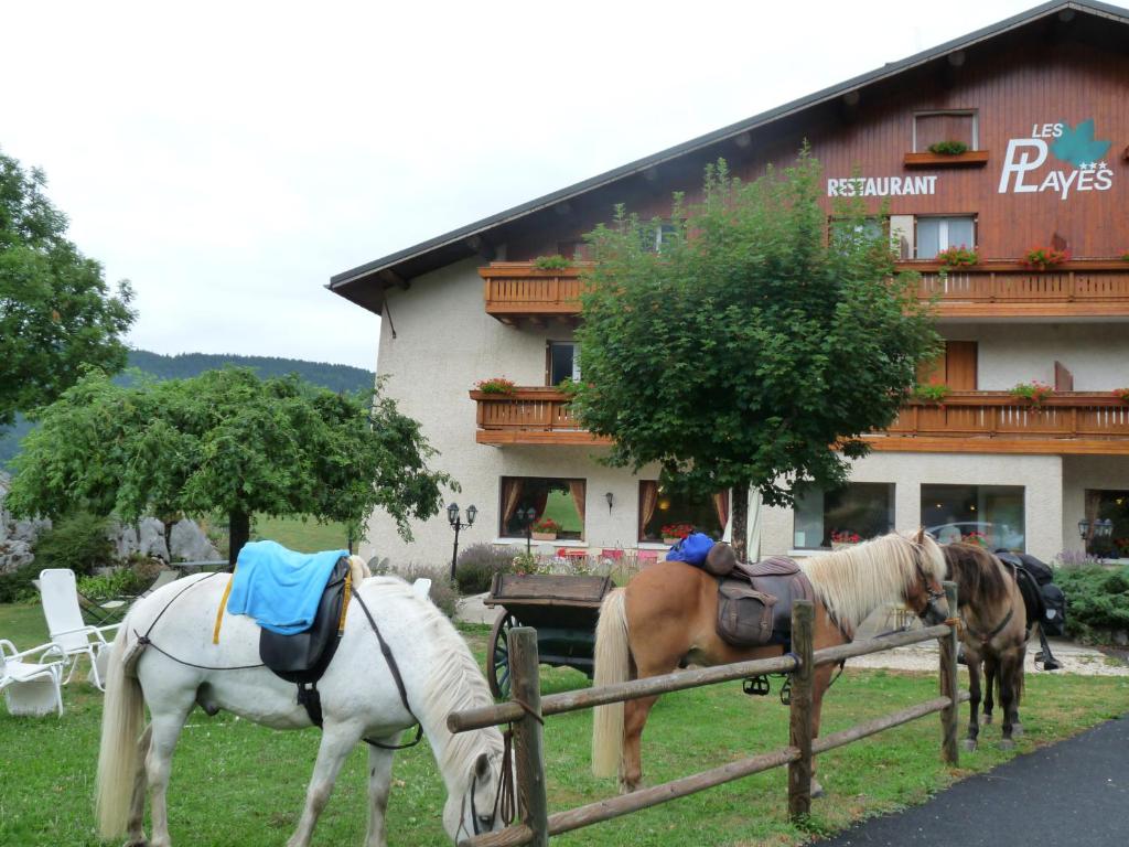 Zvířata v hotelu nebo okolí