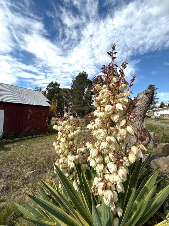 Zahrada ubytování Carinya Village Jindabyne