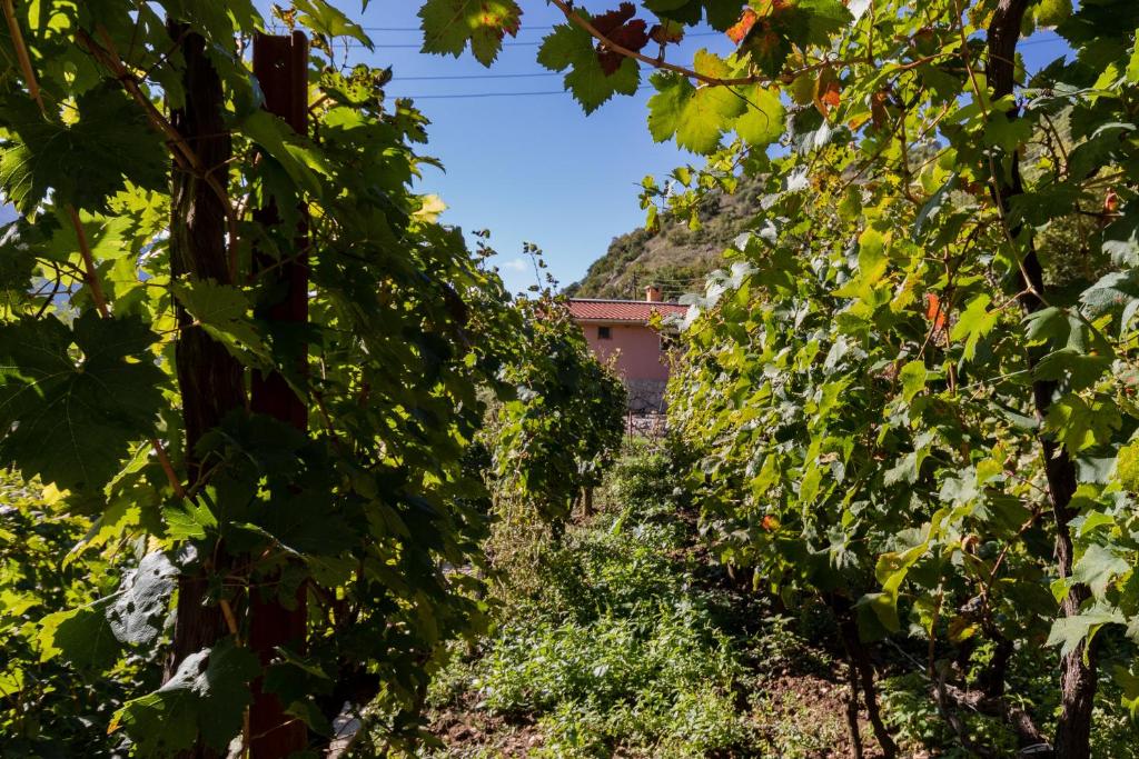 Jardí fora de Apartment Sjekloca