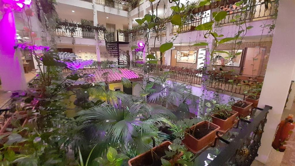 Zahrada ubytování Solitaire Hotel