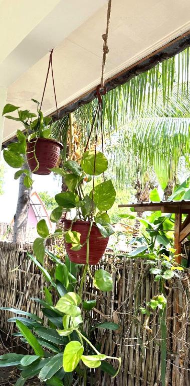Zahrada ubytování TT House Gili Air