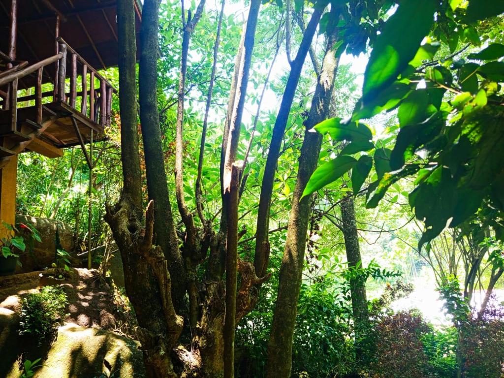 Jungle Face Inn - 17