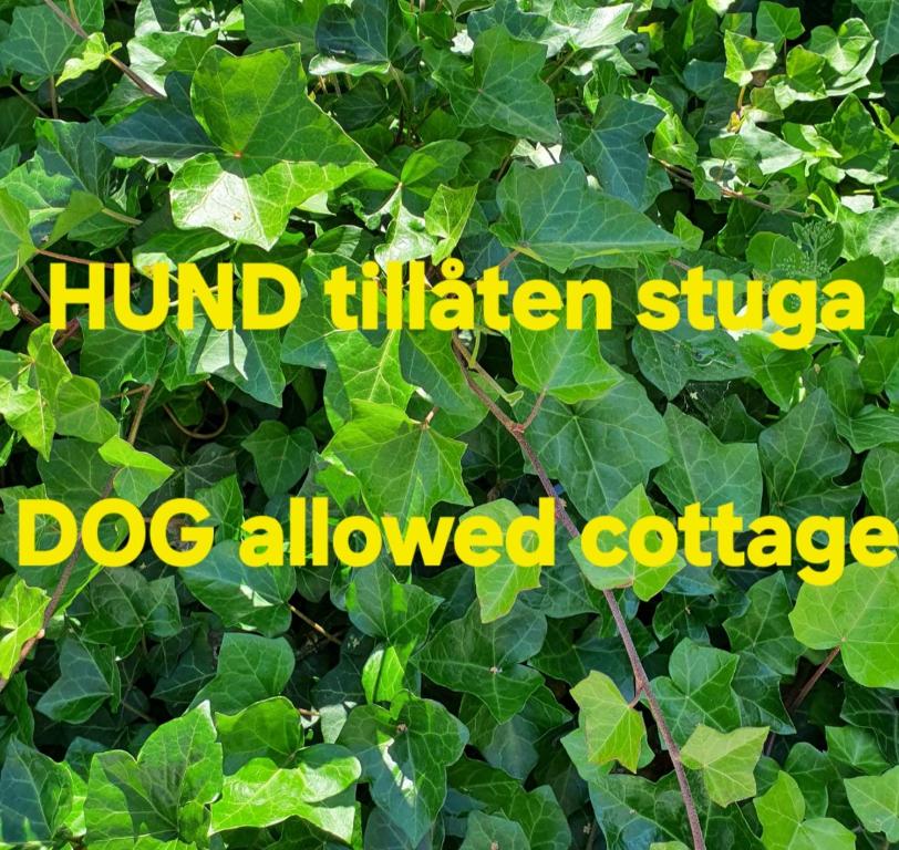 Mora Life, Åmåsängsgården