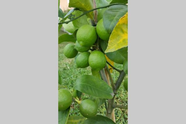 Kerikeri Blue Chair B&B - Resim 27