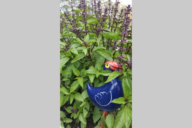 Kerikeri Blue Chair B&B - Resim 29