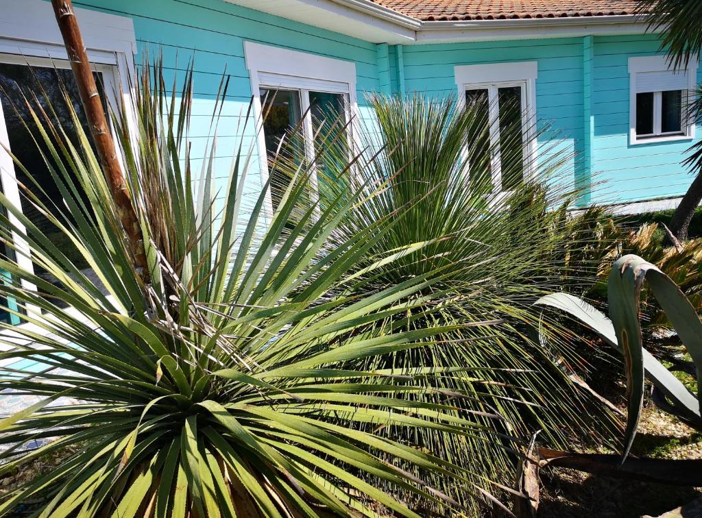 un palmier devant une maison bleue dans l'établissement Maison en bois atypique, à Audenge