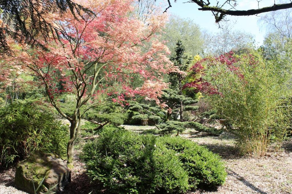 un jardin avec un arbre planté de fleurs roses et de buissons dans l'établissement Le Clos de Penguily Brocéliande 16 couchages SPA, à Mauron