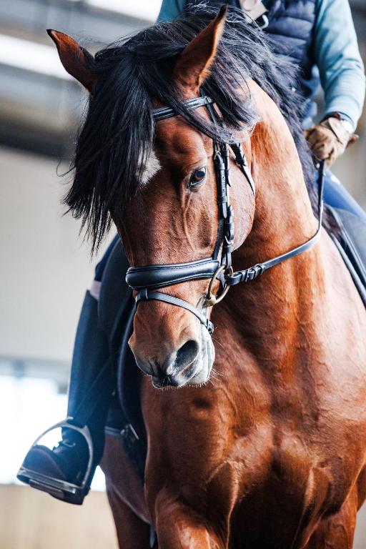 Lusitano Garden Villas - Resim 14