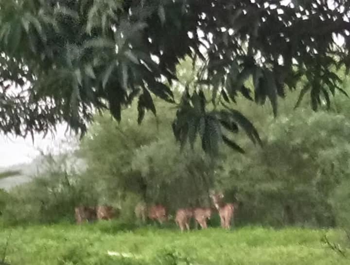 Billede fra billedgalleriet på Van Vagdo Prakruti Nivas i Sāsan Gīr