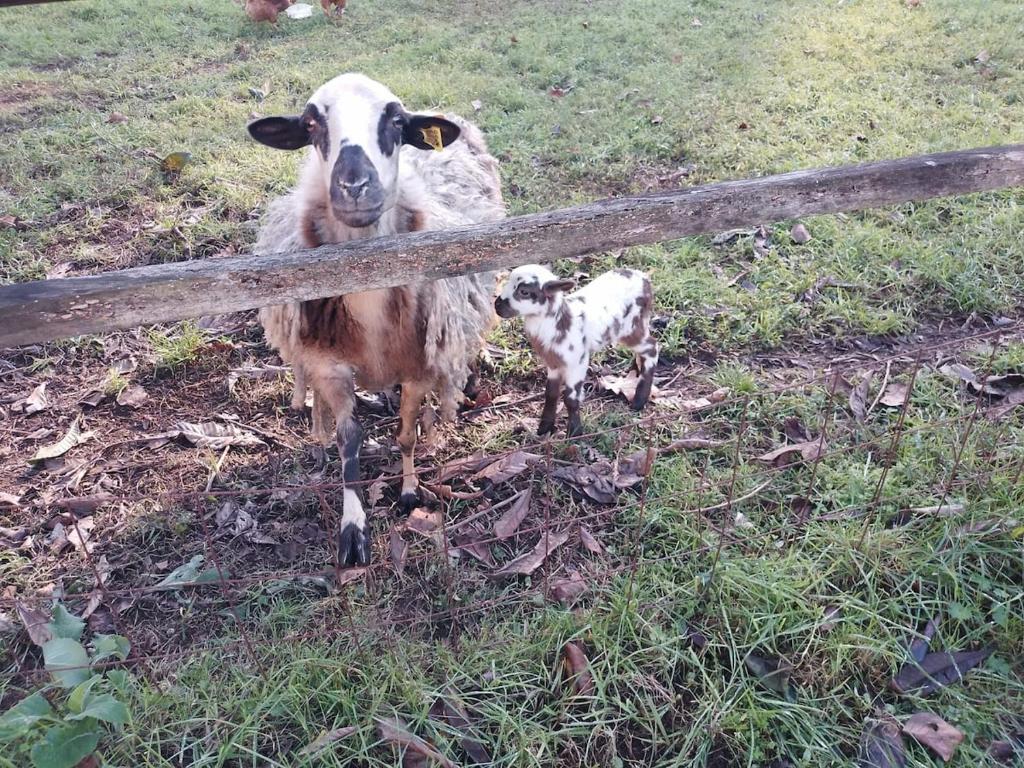 a goat and a baby lamb standing next to a fence at Casa do Faval in Senande