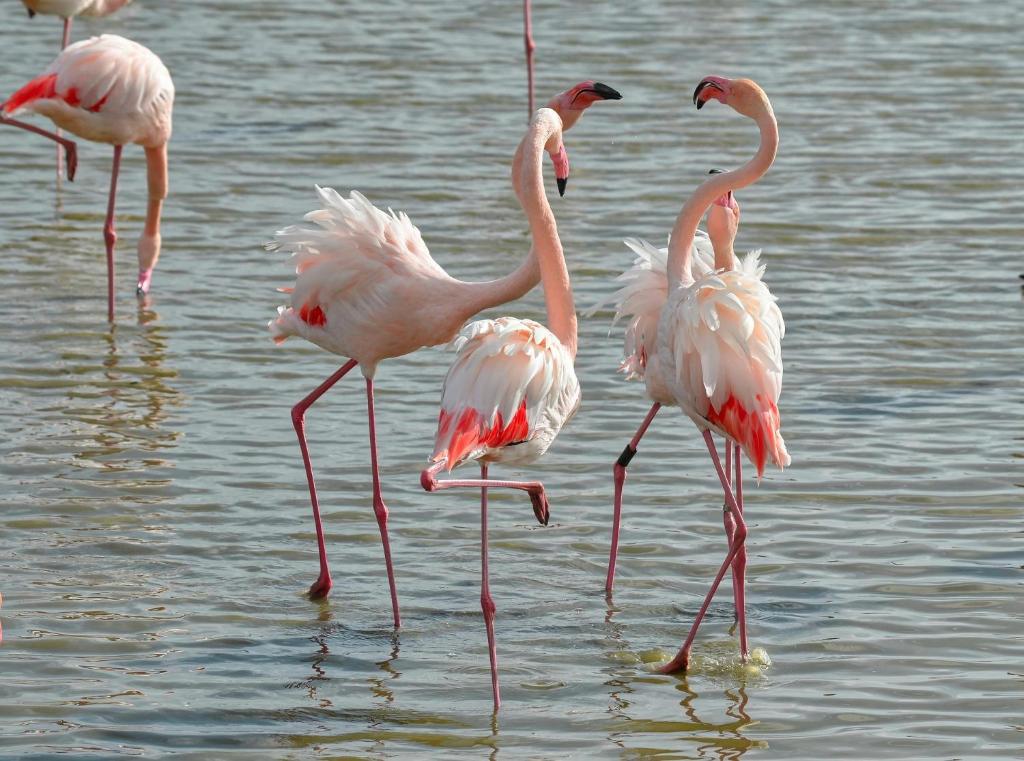 un groupe de flamants debout dans l'eau dans l'établissement La Glycine, à Aigues-Vives