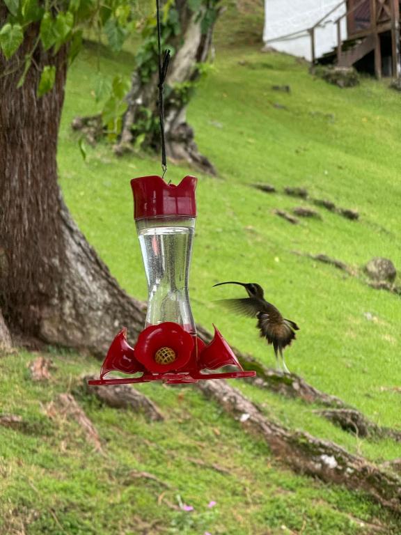 Fotografie z fotogalerie ubytování Ranchos de Chalia Panama v destinaci Portobelo