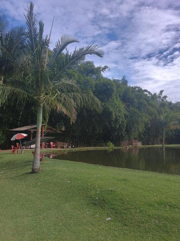 eine Palme im Gras neben einem See in der Unterkunft Chácara Cachoeira in Socorro