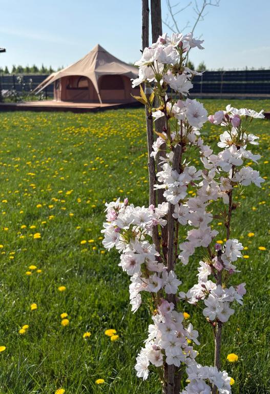 Dolina Królów Czersk glamping pole namiotowe - Tente