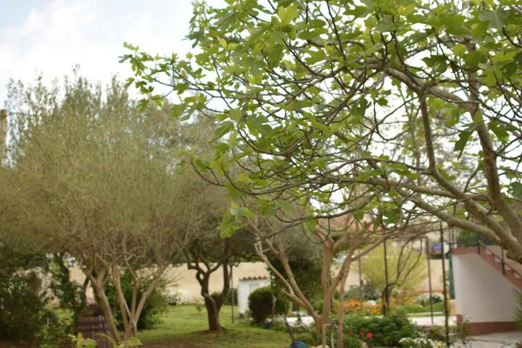 Vườn quanh Apartment Ivy