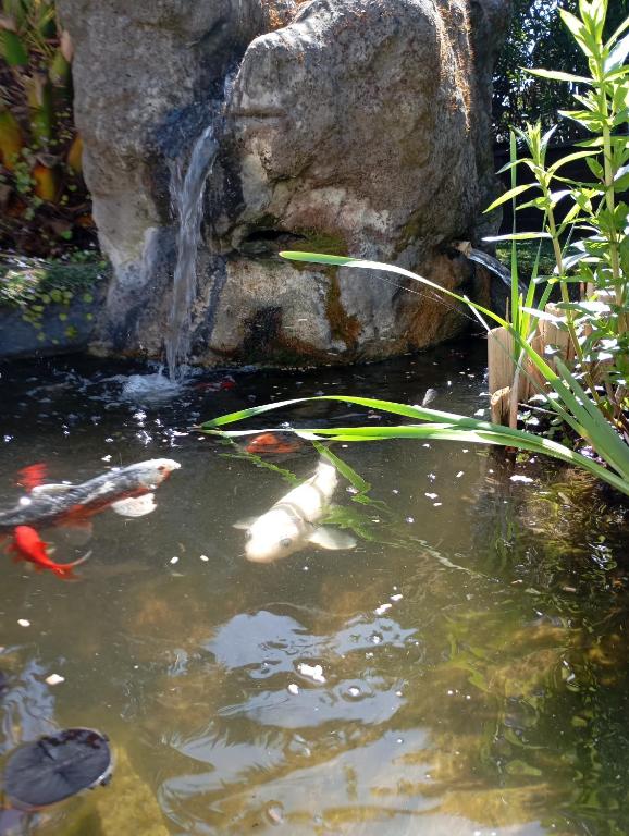 un étang avec une cascade et des cerfs-volants dans l'eau dans l'établissement Au rocher de Pascal lit mezzanine, à Montalivet-les-Bains