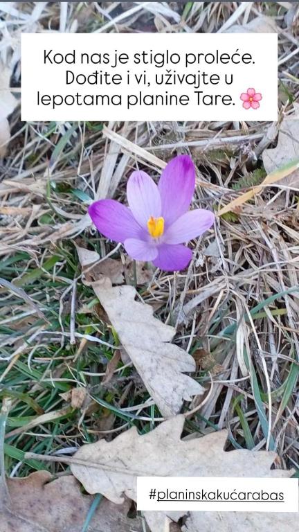 Foto dalla galleria di Planinska kuća Rabas a Bajina Bašta