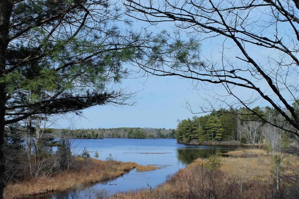 a view of a lake through the trees at Somes Pond Island Cottage in Southwest Harbor