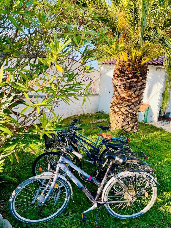 deux vélos garés dans l'herbe à côté d'un palmier dans l'établissement La maison des courlis, à Rivedoux-Plage