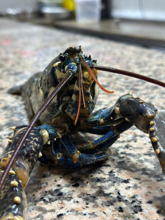 a large lobster sitting on top of a table at Hotel L'Initiale in Oualidia