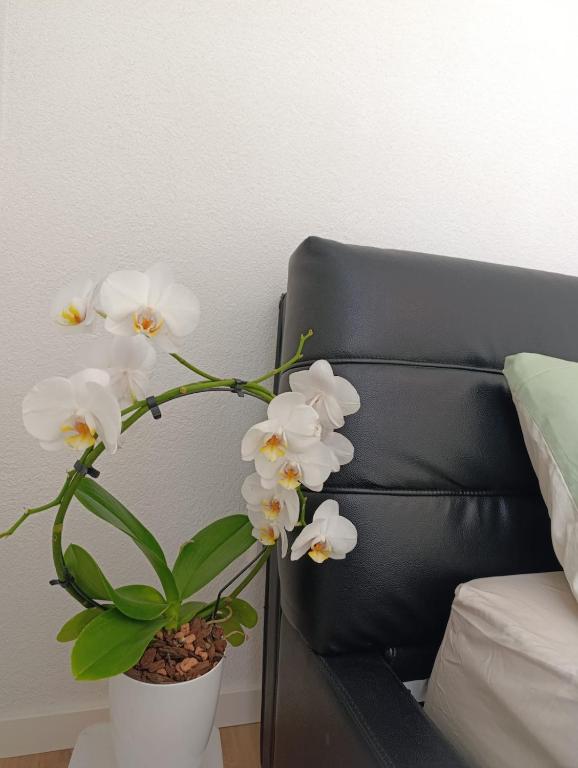 a white plant in a white vase next to a bed at Ferienwohnung Mergel in Black Forest in Zell im Wiesental