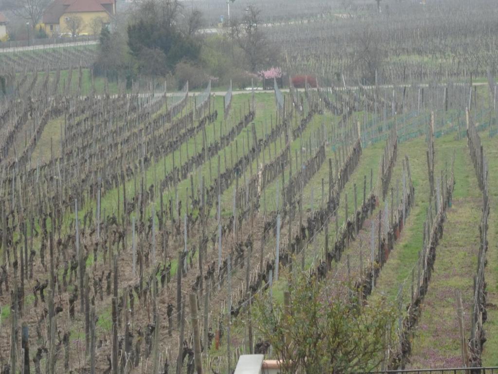 Chez Famille RENTZ – photo 14