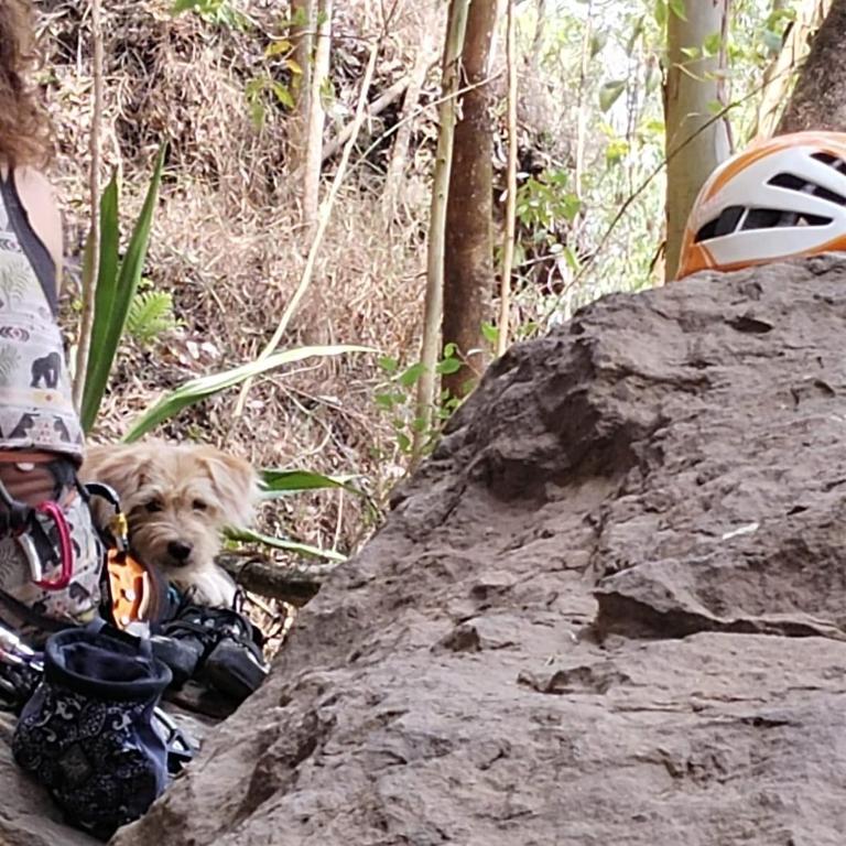 Domácí mazlíčci ubytovaní s hosty v ubytování Hostel For Machetà Climbers Colombia