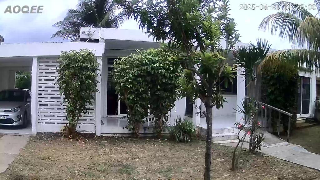 a house with a palm tree in front of it at Villa Ludger-Rose in Le Moule