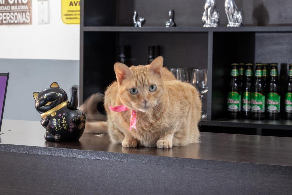 Huéspedes con una o varias mascotas en Hostal Paracas I