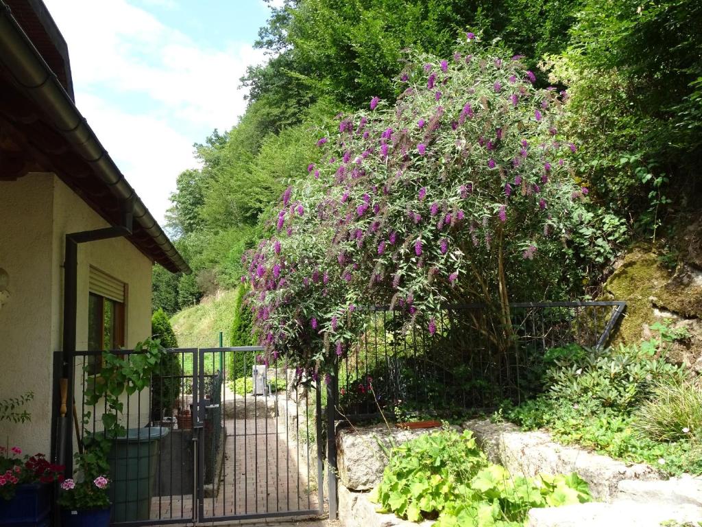 Zahrada ubytování Ferienwohnung Mühlengrün