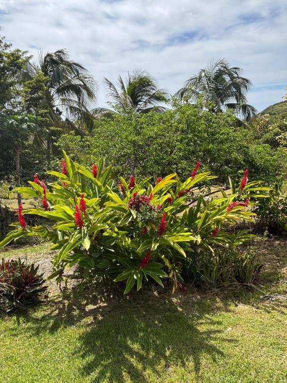 a plant with red flowers in the grass at Au Gré des Alizés - Kaz Soley Péyi in Capesterre-de-Marie-Galante