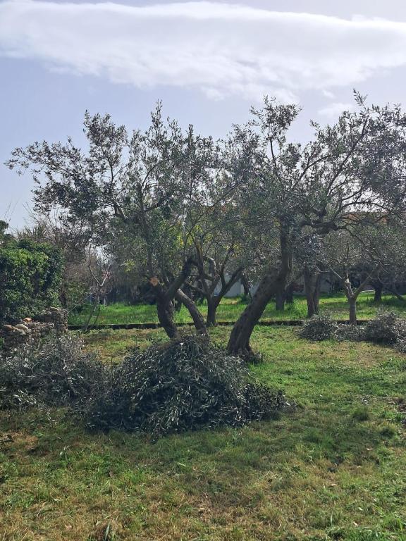 Κήπος έξω από το Da Mari