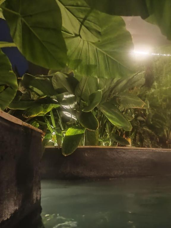 Zahrada ubytování Hostal Turistico Ninfa del Mar