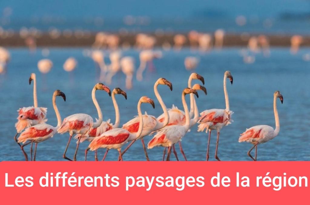 un troupeau de flamants roses debout dans l'eau dans l'établissement Van aménagé 3 couchages sans SANITAIRE proche de la plage, à Mauguio