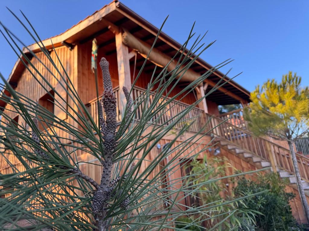 une maison en bois avec un pin devant dans l'établissement Cabanon Régina, à Lège-Cap-Ferret