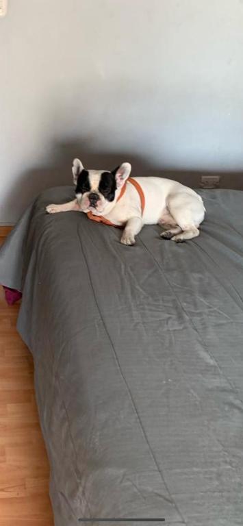 Et eller flere kæledyr der bor med gæster på Departamento con Perro