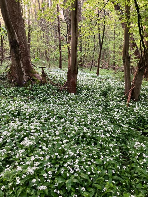 Zahrada ubytování Natuurglamping 't Wijland
