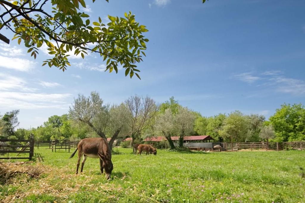 two horses grazing in a field of grass at Green Ranch Stara Maslina in Kotor