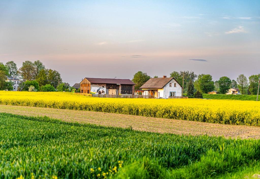 a farm house in a canola field at Ranczo Łubowice - wynajmij sobie spokój in Łubowice