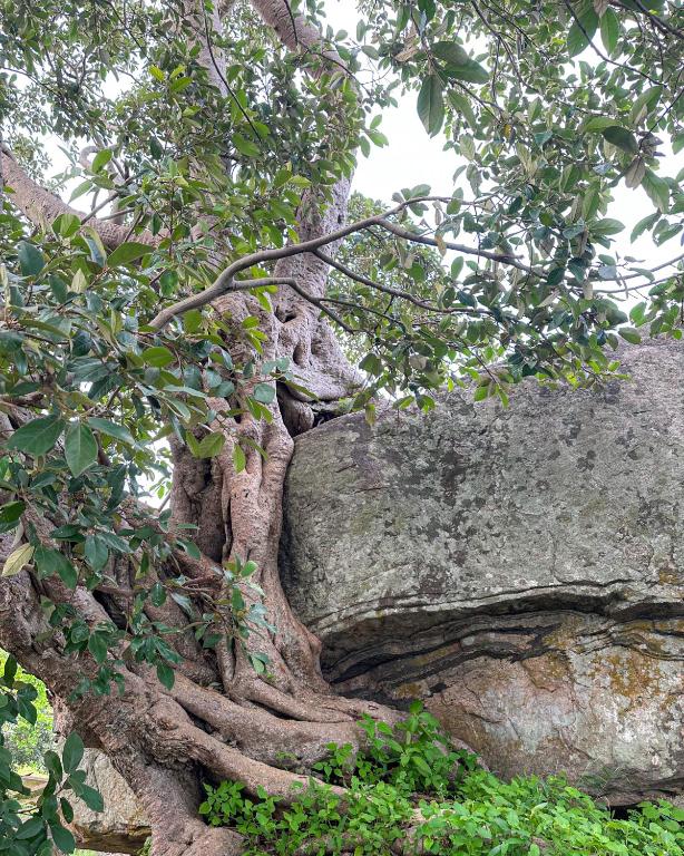 Fotografie z fotogalerie ubytování In the Wild by RoamCeylon v destinaci Polonnaruwa