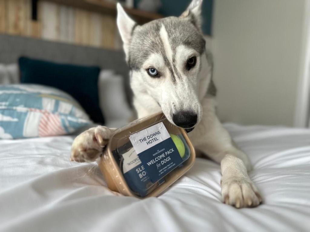 a dog is laying on a bed with a container at Downs Hotel in Stanmer