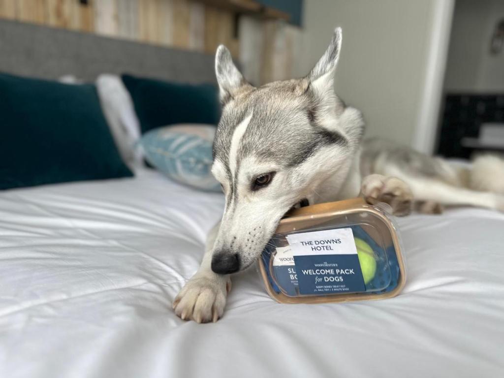 a dog laying on a bed with a food container at Downs Hotel in Stanmer